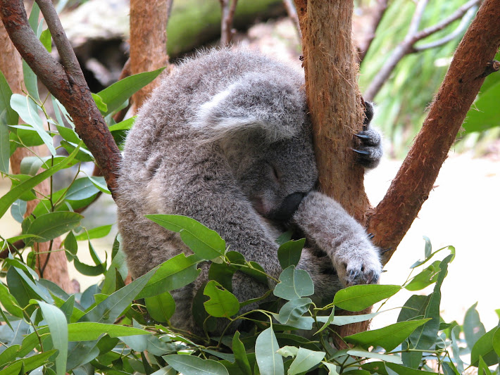 Blackbutt 2011 - Northern Koala