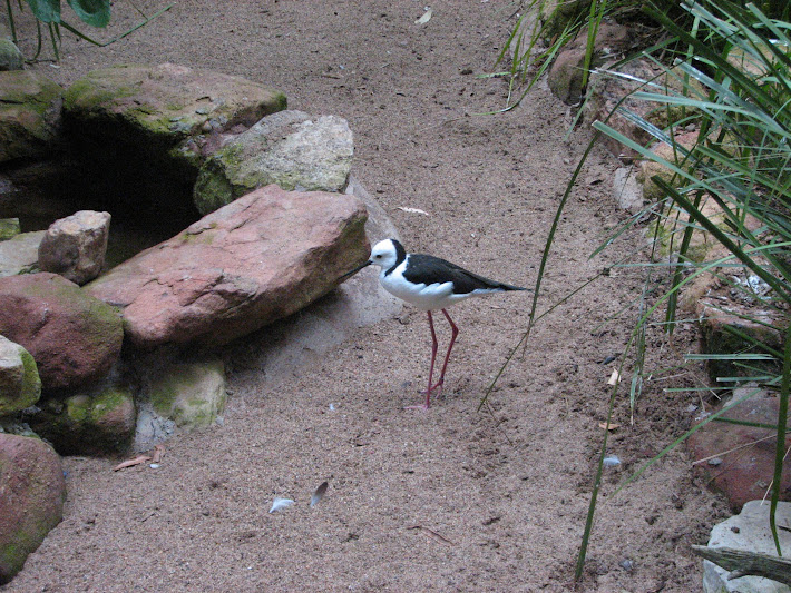 Blackbutt 2011 - Pied Stilt