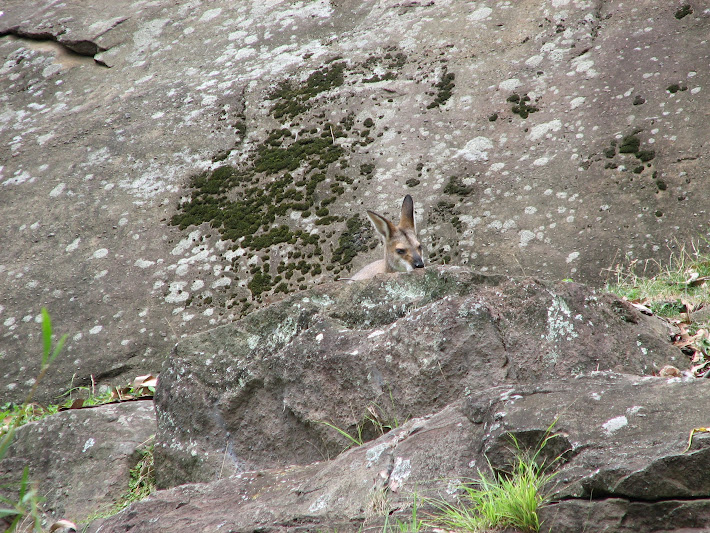 Blackbutt 2011 - Red-necked Wallaby
