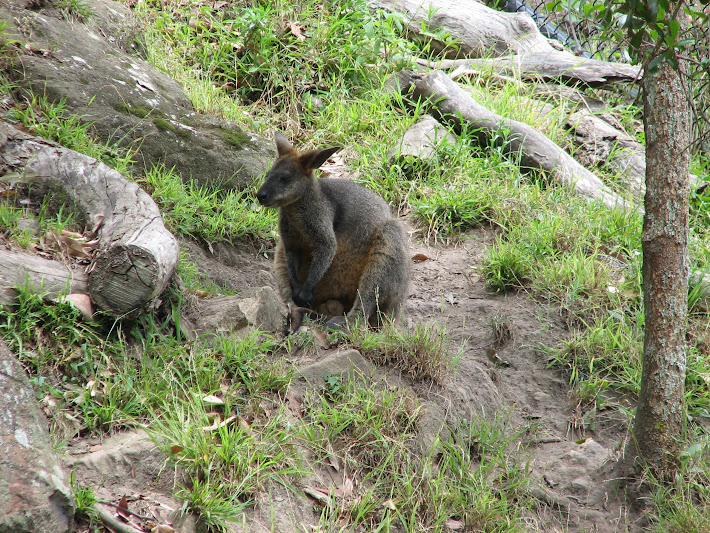 Blackbutt 2011 - Swamp Wallaby