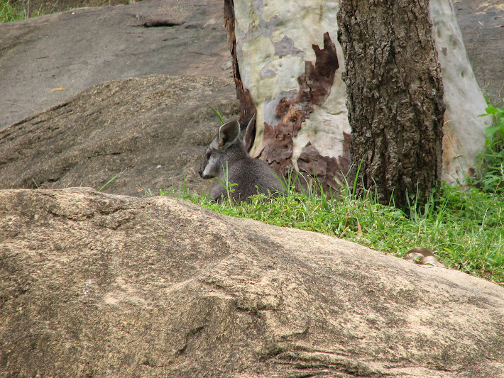 Blackbutt 2011 - Tammar Wallaby