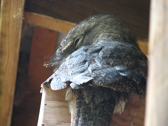 Blackbutt 2011 - Tawny Frogmouth