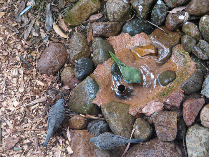 Blackbutt 2011 - Turquoise Parrot and Diamond Doves