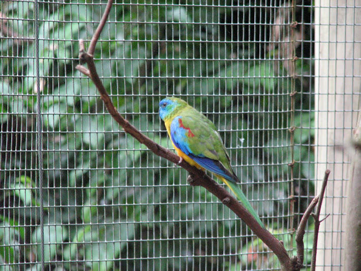 Blackbutt 2011 - Turquoise Parrot
