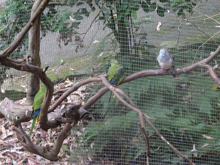 Blackbutt 2011 - Turquoise Parrots and Peaceful Dove