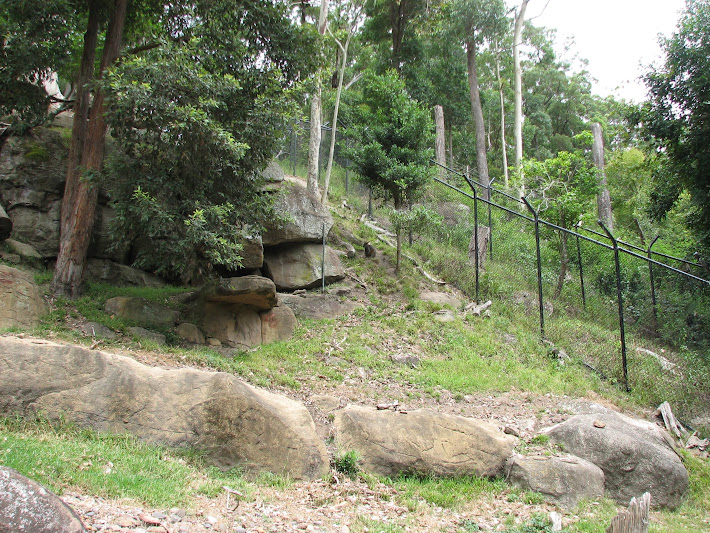 Blackbutt 2011 - Wallaby exhibit