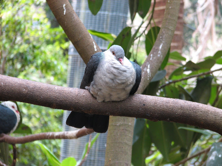 Blackbutt 2011 - White-headed Pigeons, koala aviary