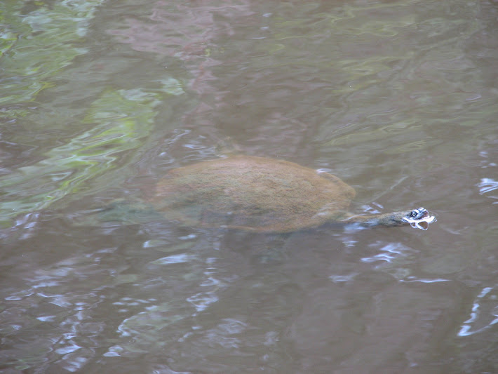 Blackbutt 2011 - wild Eastern Snake-necked Turtle