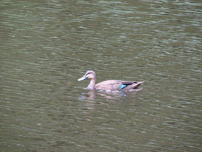 Blackbutt 2011 - wild Pacific Black Duck