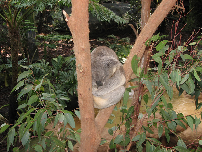 Blackbutt 2012 - Northern Koala