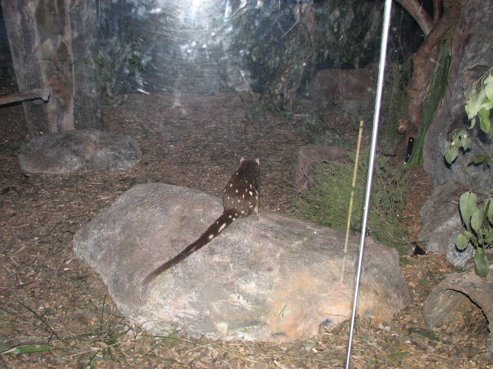 Blackbutt 2012 - Spotted-tail Quoll
