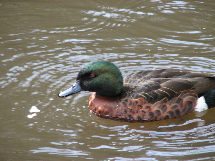 Blackbutt 2012 - wild Chestnut Teal