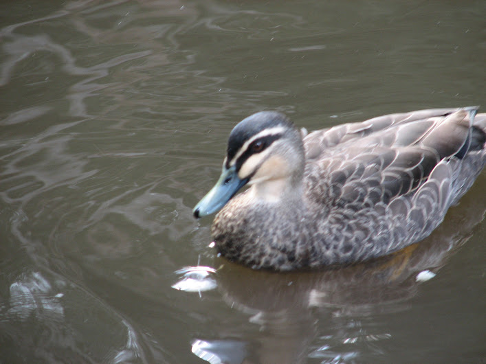 Blackbutt 2012 - wild Pacific Black Duck