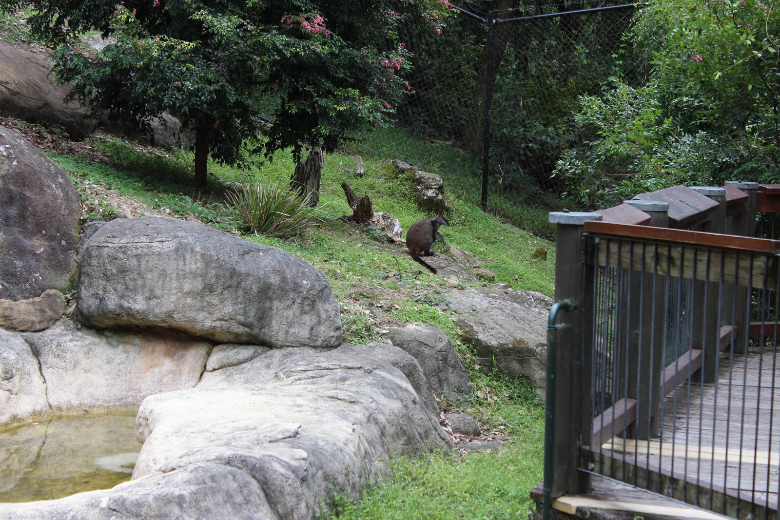 Blackbutt Reserve-Brush-tailed Rock-Wallaby Enclosure