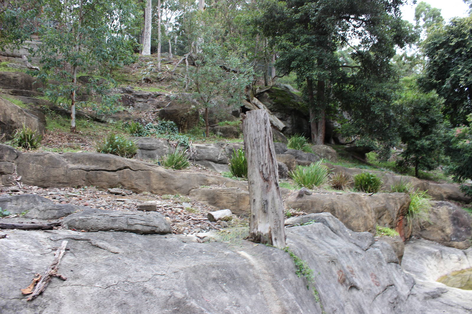 Blackbutt Reserve-Brush-tailed Rock-Wallaby Enclosure