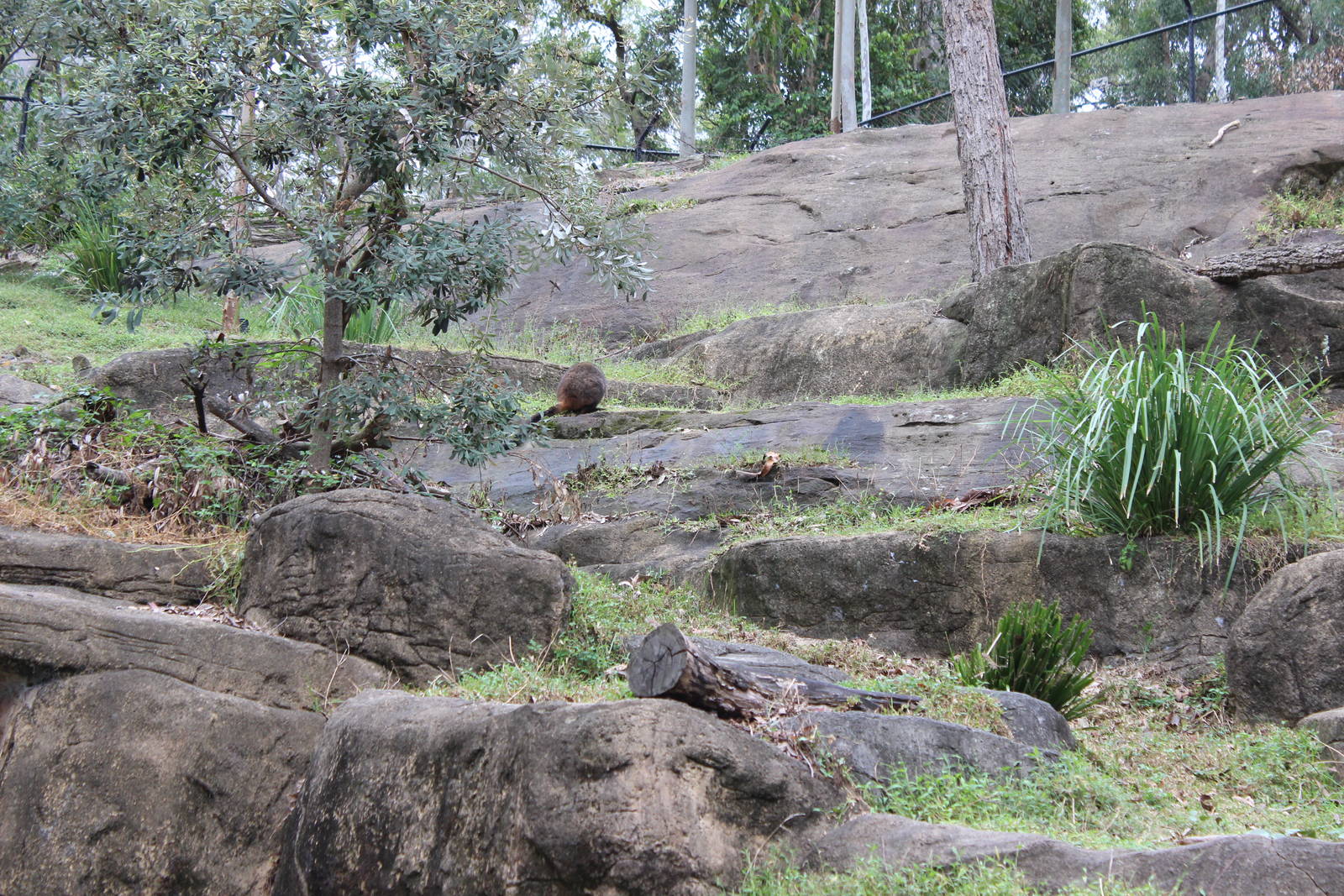 Blackbutt Reserve-Brush-tailed Rock-Wallaby Enclosure