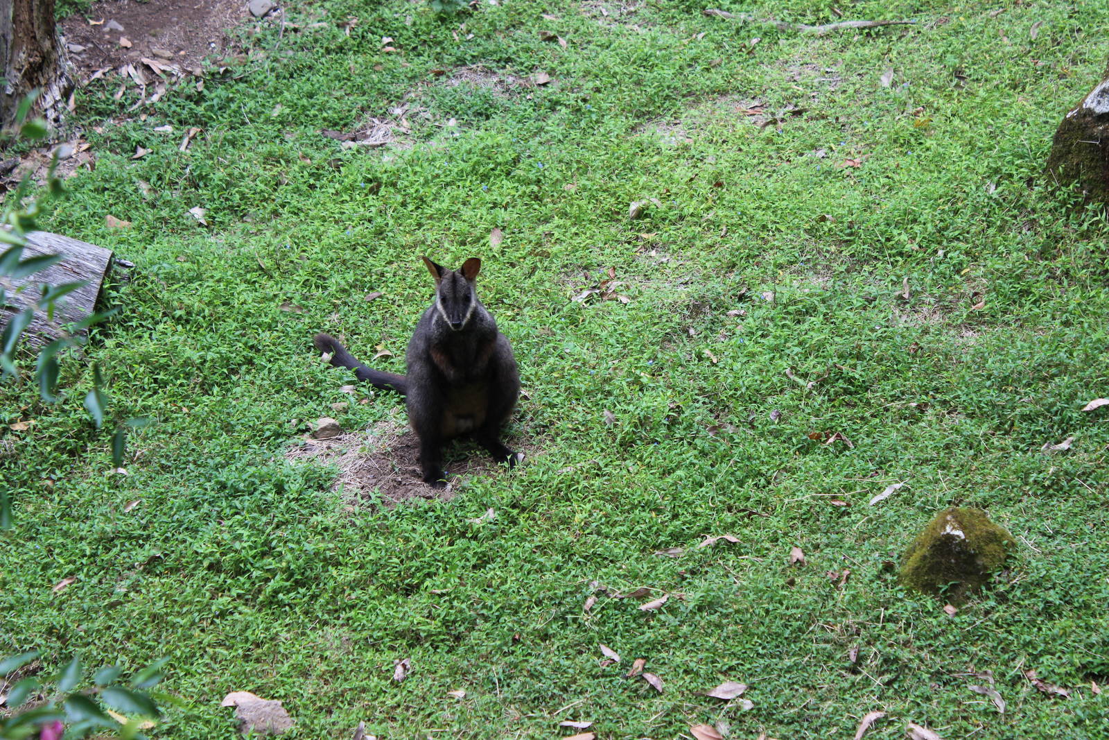 Blackbutt Reserve-Brush-tailed Rock-Wallaby Enclosure