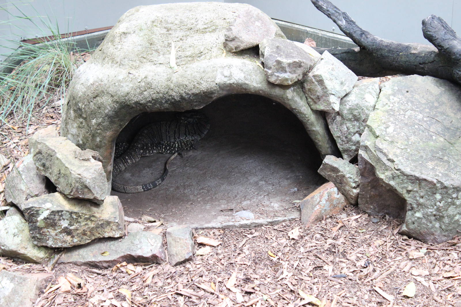Blackbutt Reserve-Lace Monitor Enclosure