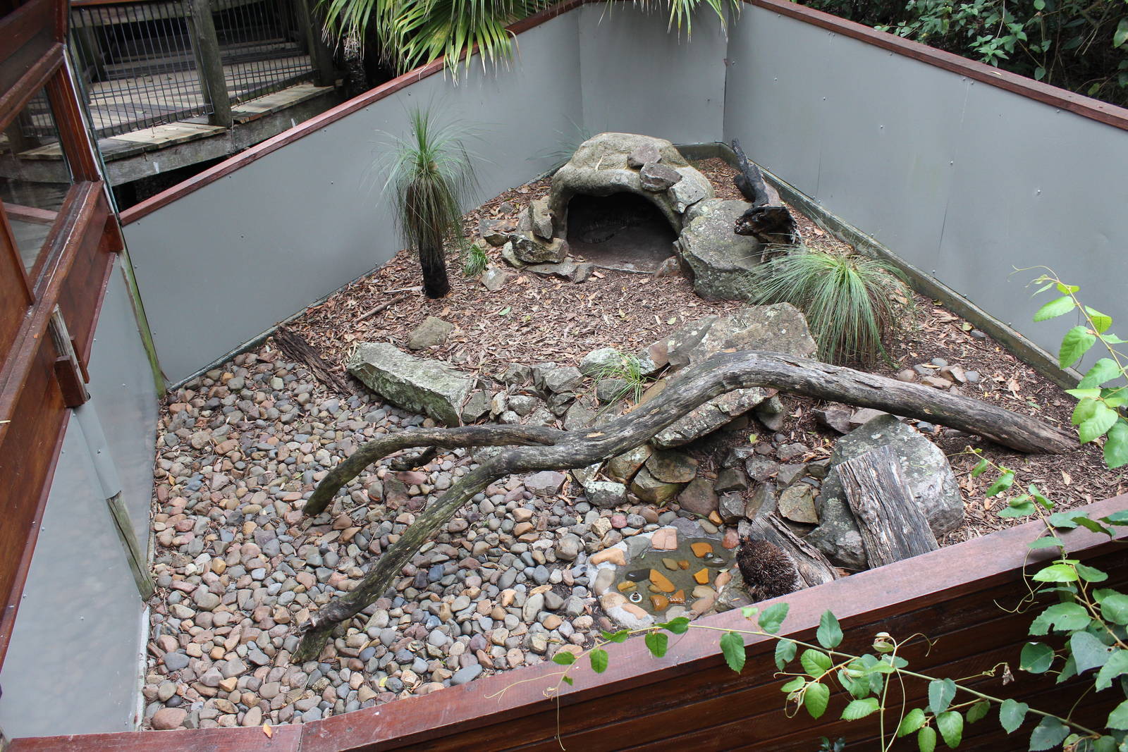 Blackbutt Reserve-Lace Monitor Enclosure