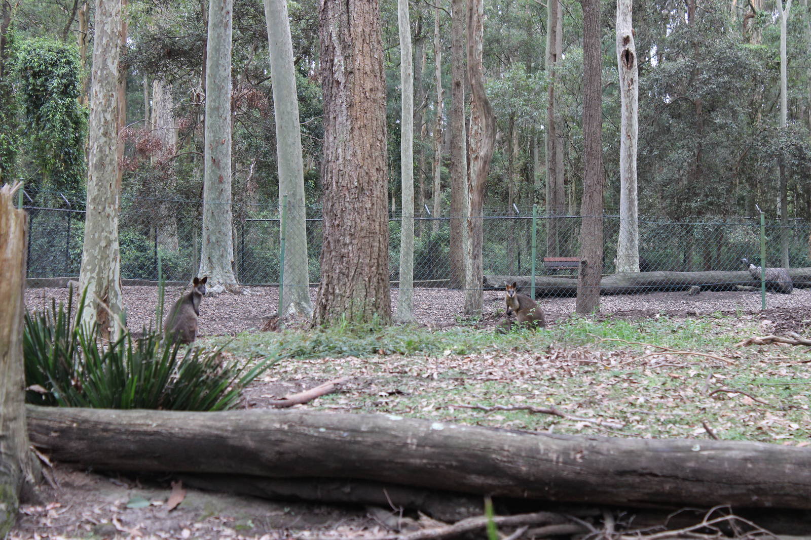 Blackbutt Reserve-Macropod and Emu Enclosure