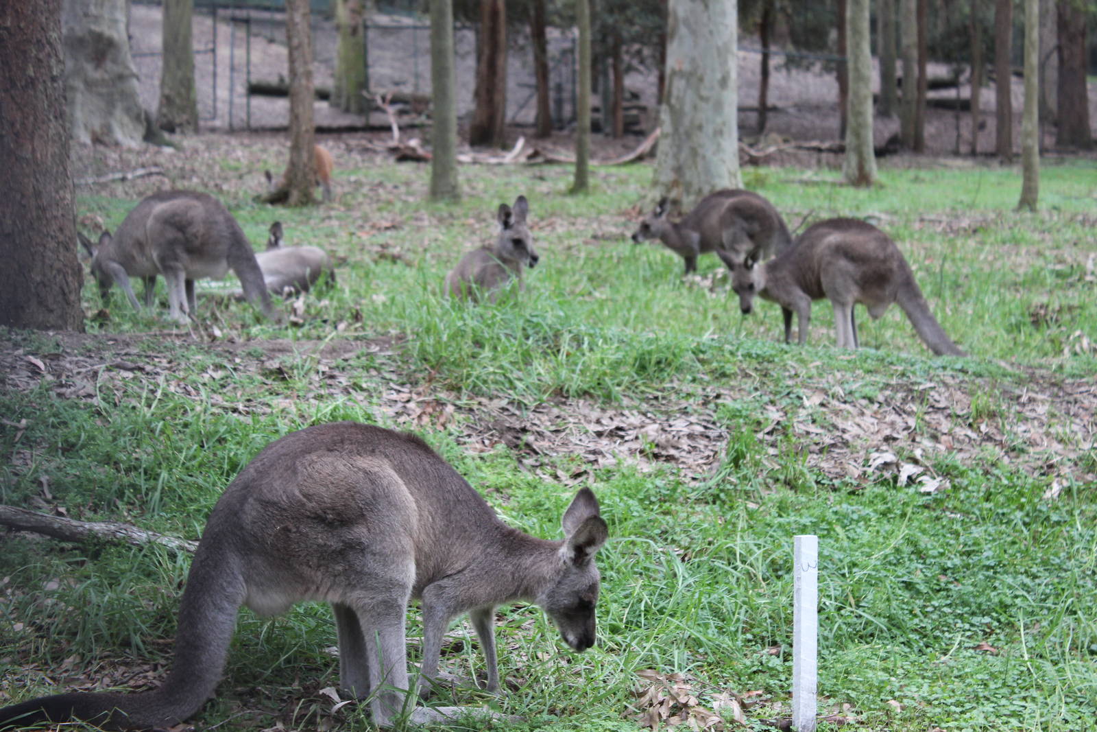 Blackbutt Reserve-Macropod and Emu Enclosure