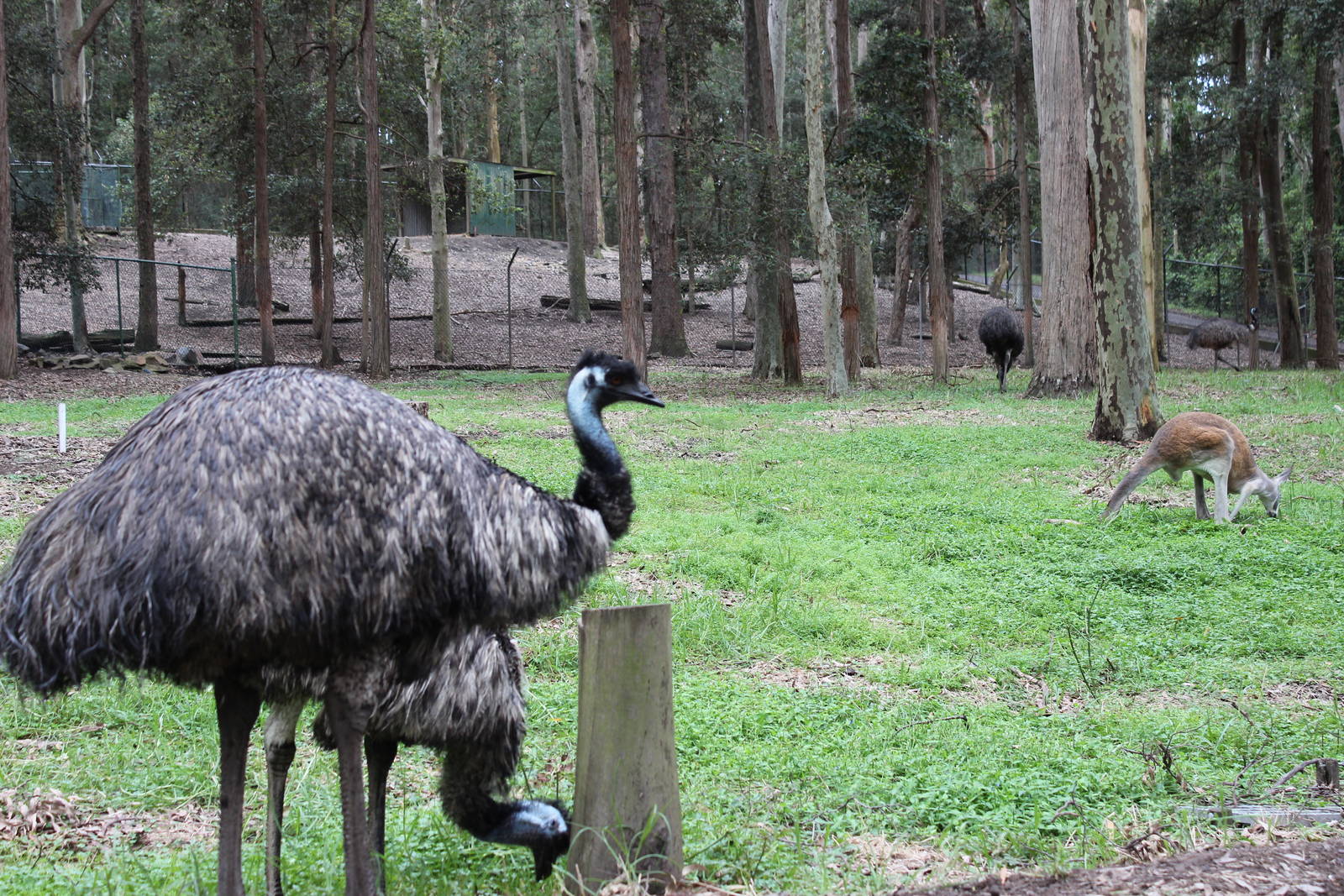 Blackbutt Reserve-Macropod and Emu Enclosure