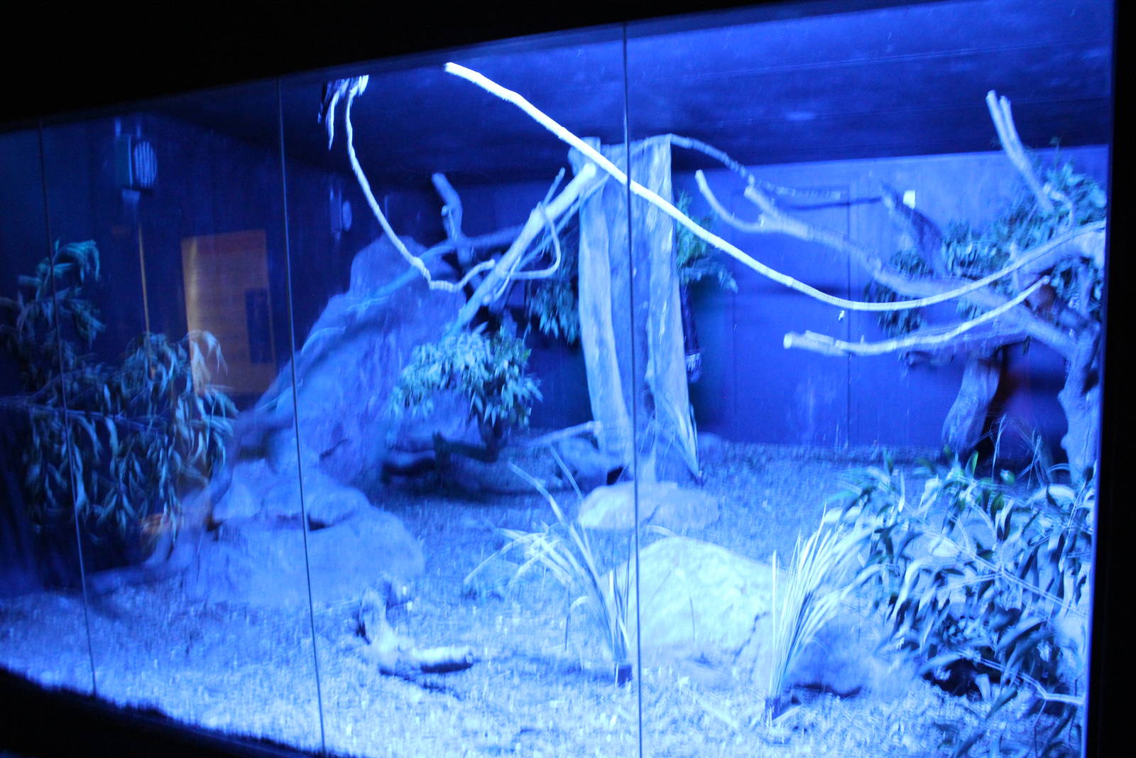 Blackbutt Reserve-Nocturnal Building