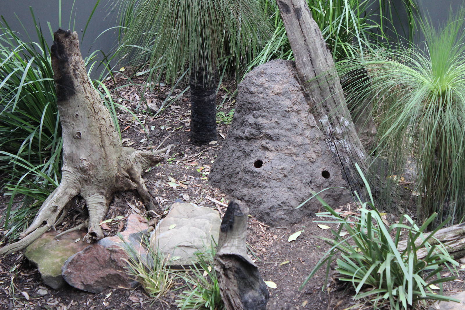 Blackbutt Reserve-Renovated Enclosure