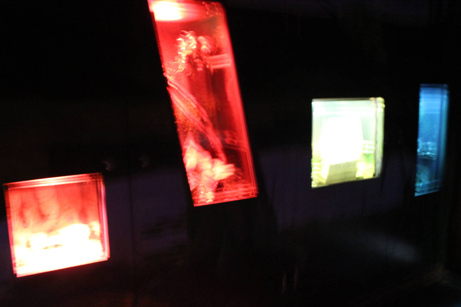 Blackbutt Reserve-Reptile and Anphibian Enclosures