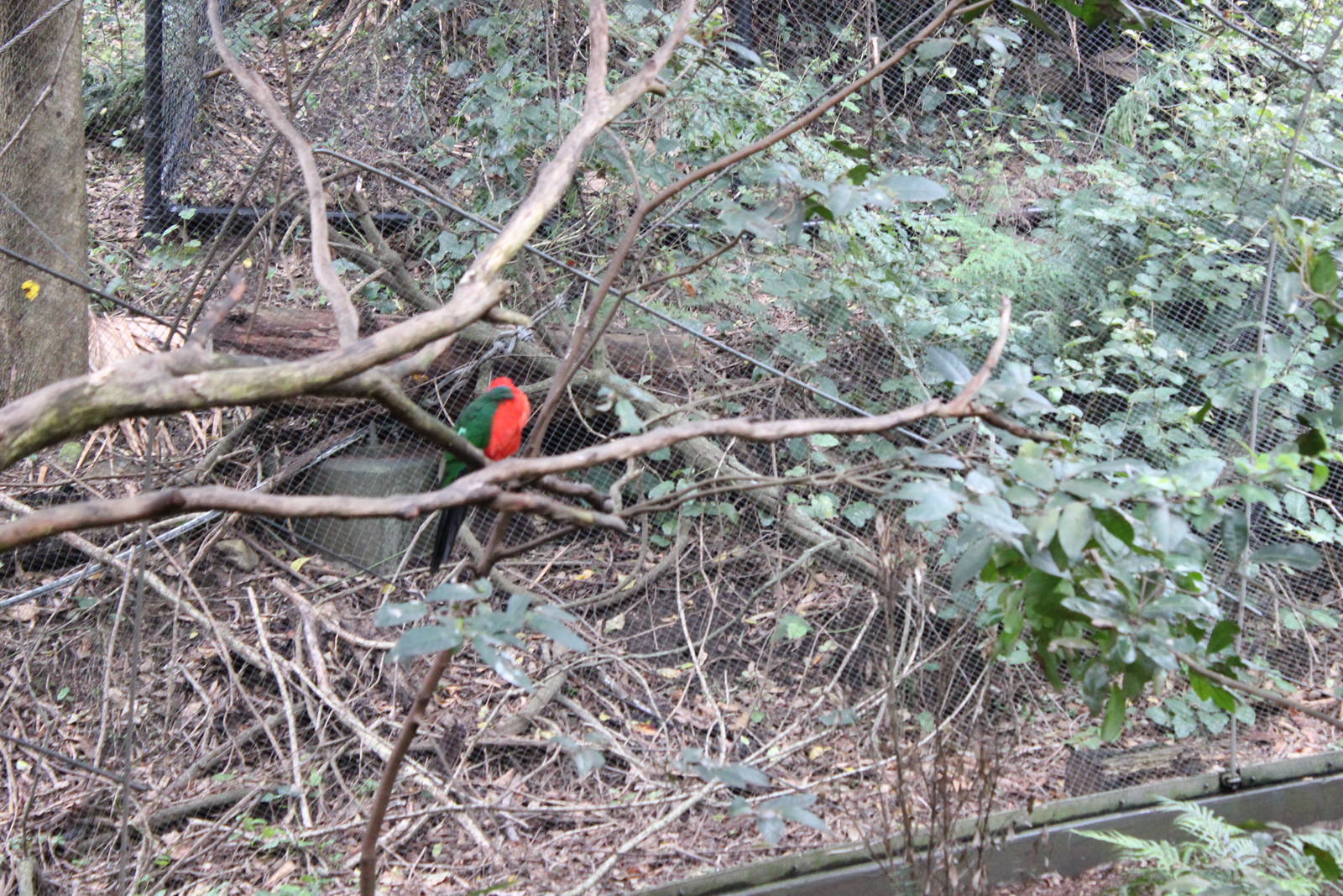 Blackbutt Reserve-Walk Through Aviary with Koalas