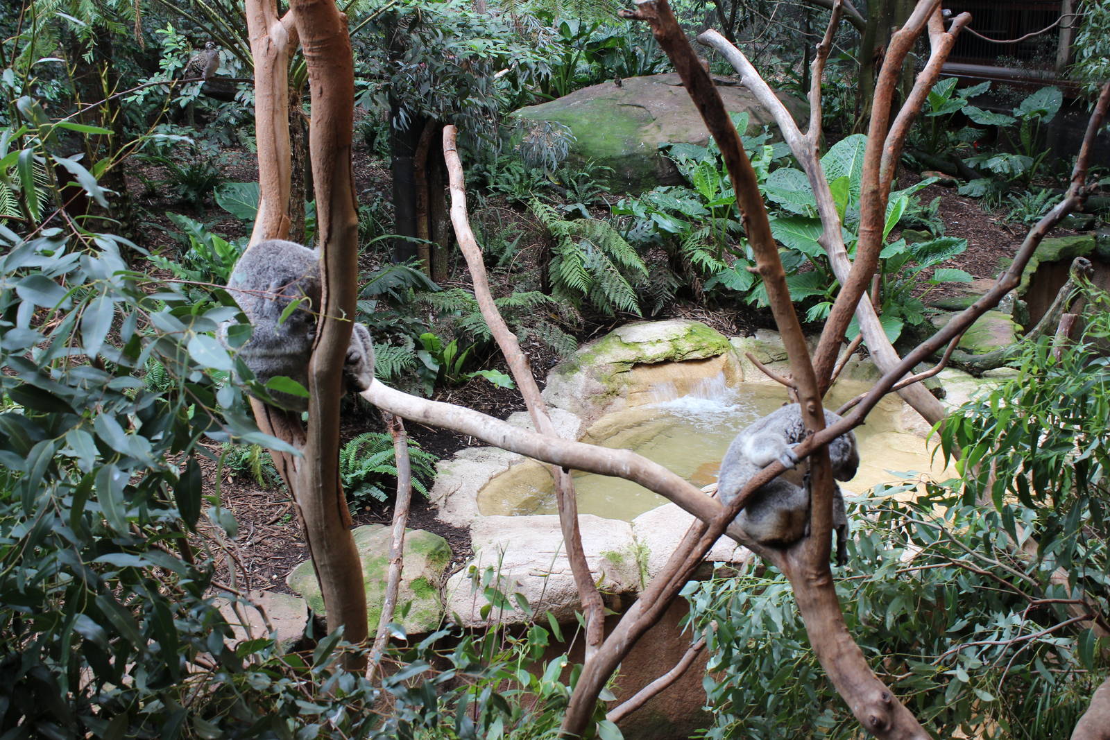 Blackbutt Reserve-Walk Through Aviary with Koalas