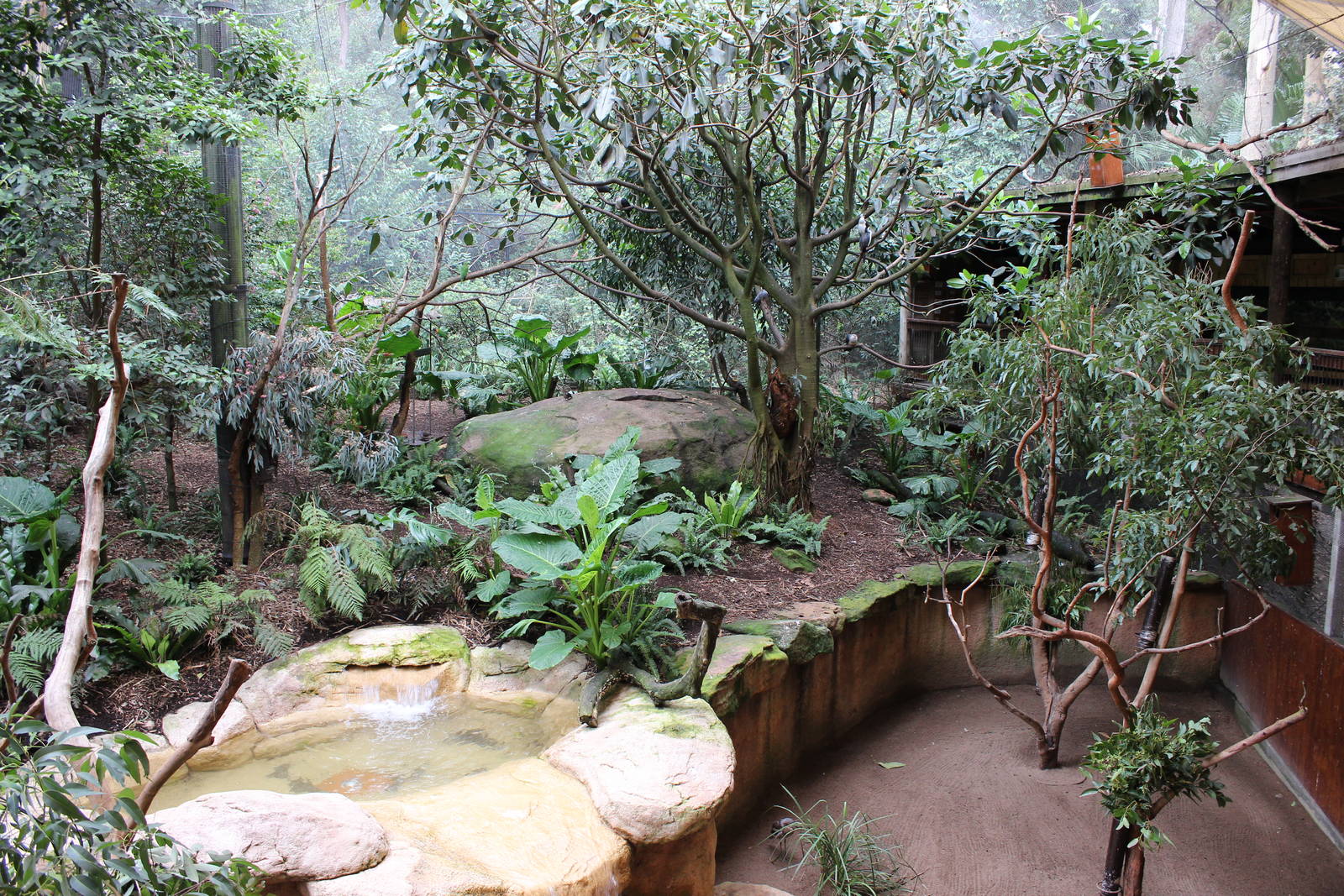 Blackbutt Reserve-Walk Through Aviary with Koalas