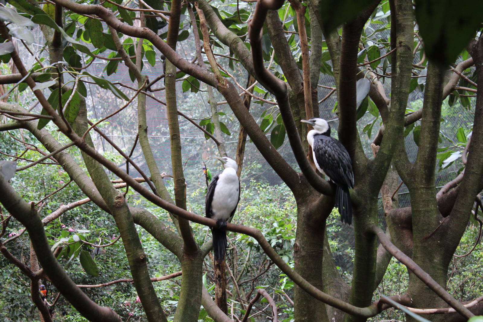 Blackbutt Reserve-Walk Through Aviary with Koalas