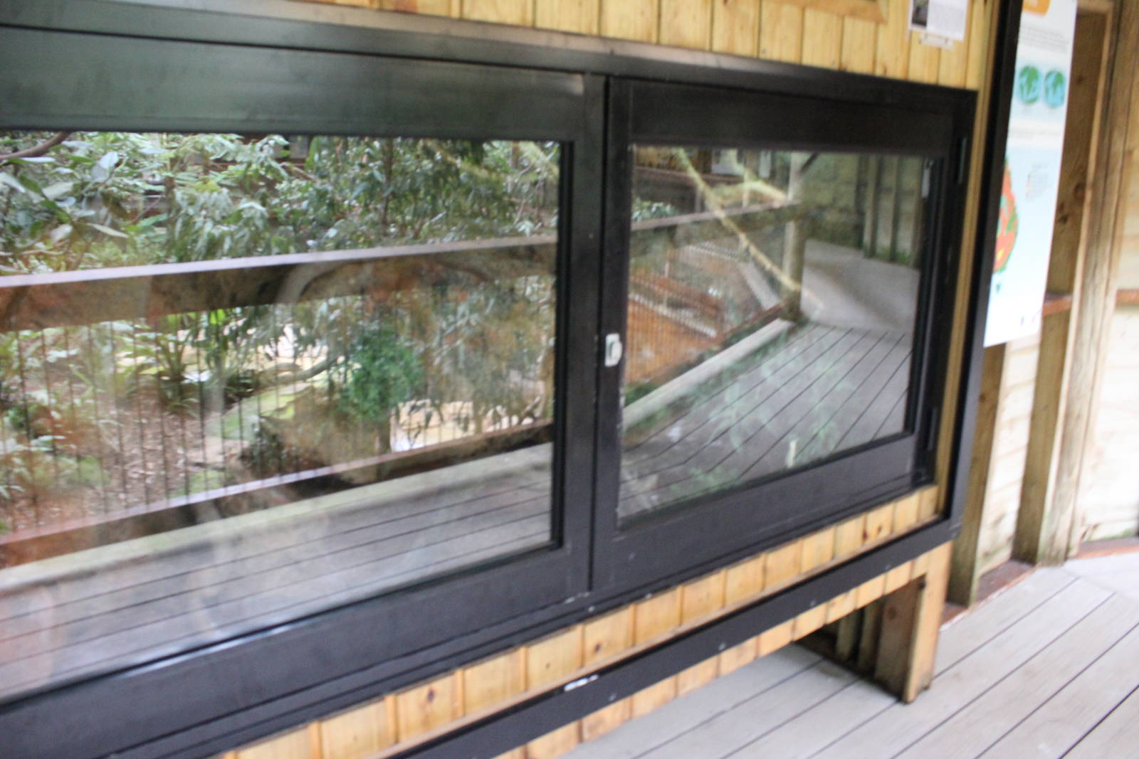 Blackbutt Reserve-Walk Through Aviary with Koalas