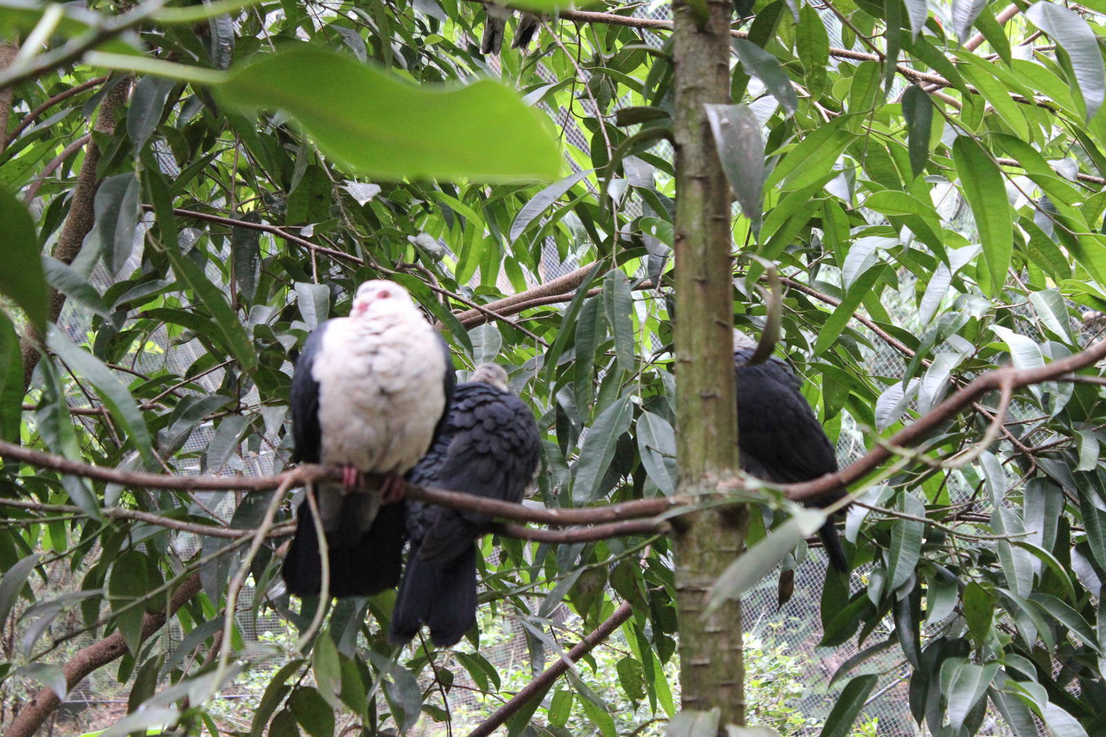 Blackbutt Reserve-Walk Through Aviary with Koalas