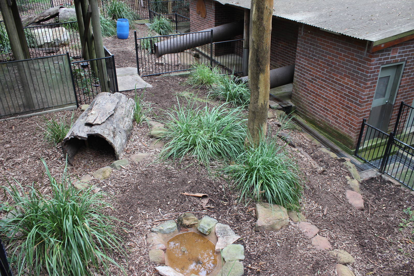 Blackbutt Reserve-Wombat enclosure
