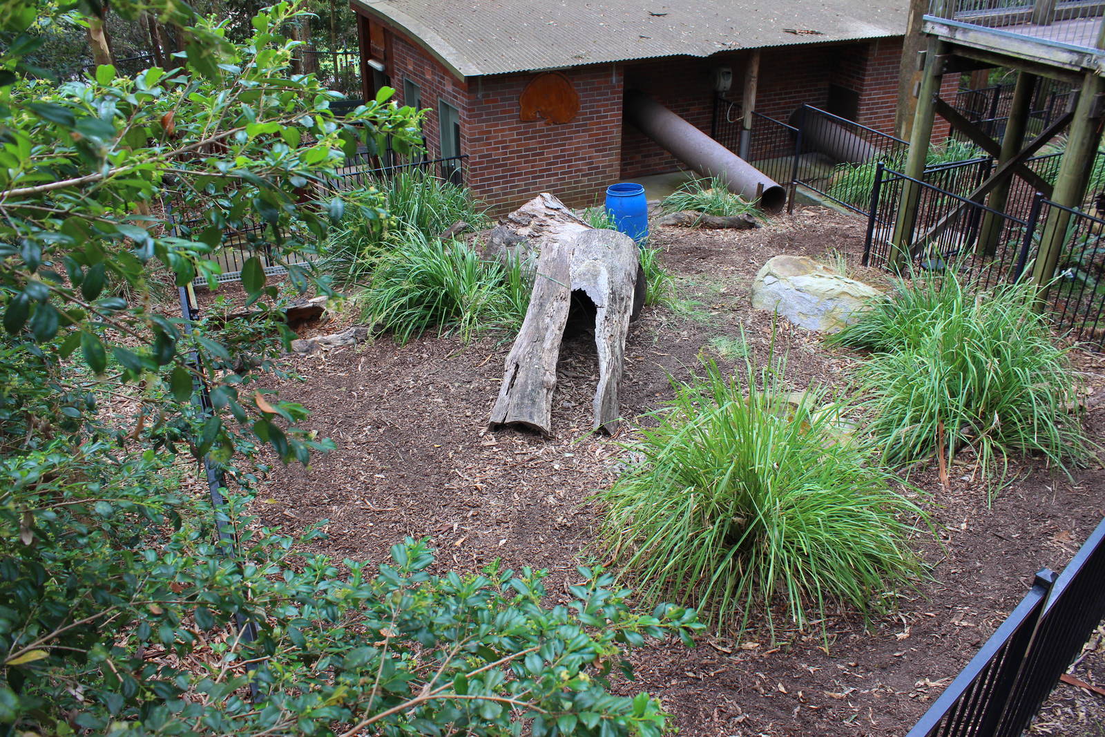 Blackbutt Reserve-Wombat exhibit