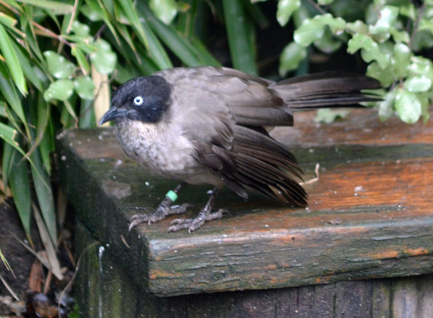 Blackcap Babbler (Turdoides reinwardtii)