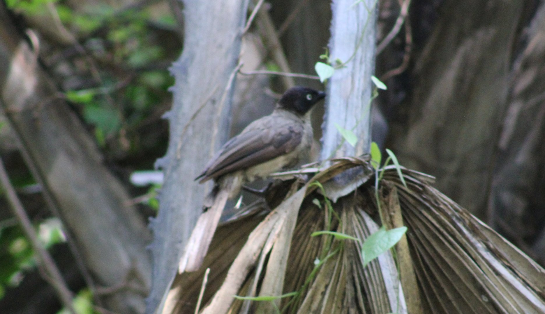 Blackcap babbler