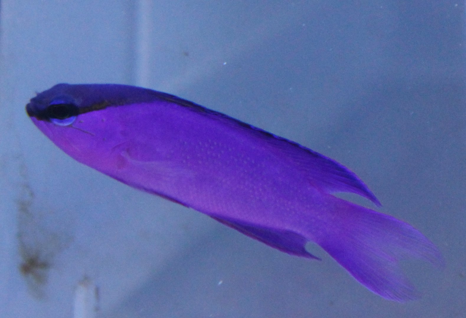 Blackcap basslet - Gramma melacara