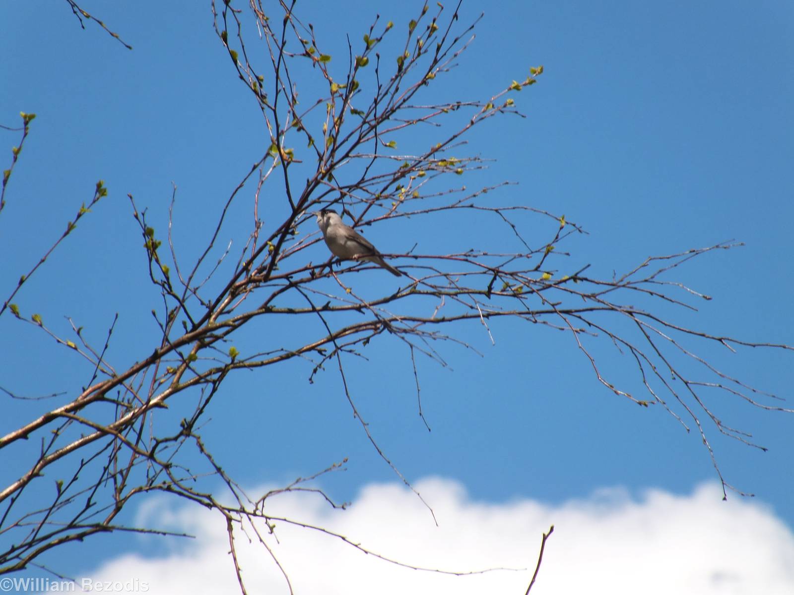 Blackcap - Biebrza Marshes