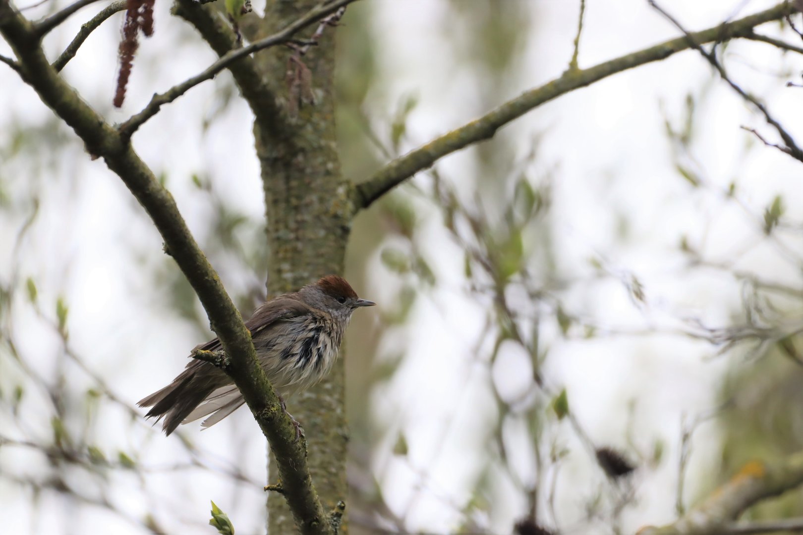 Blackcap, female