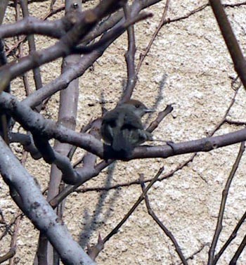 Blackcap (Sylvia atricapilla)