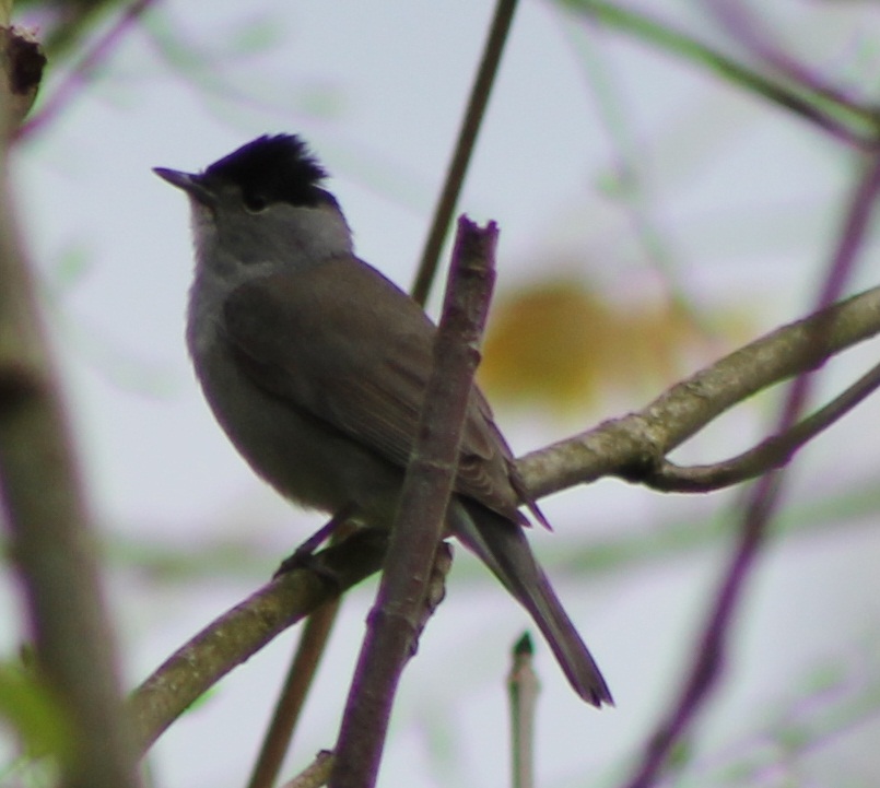 blackcap