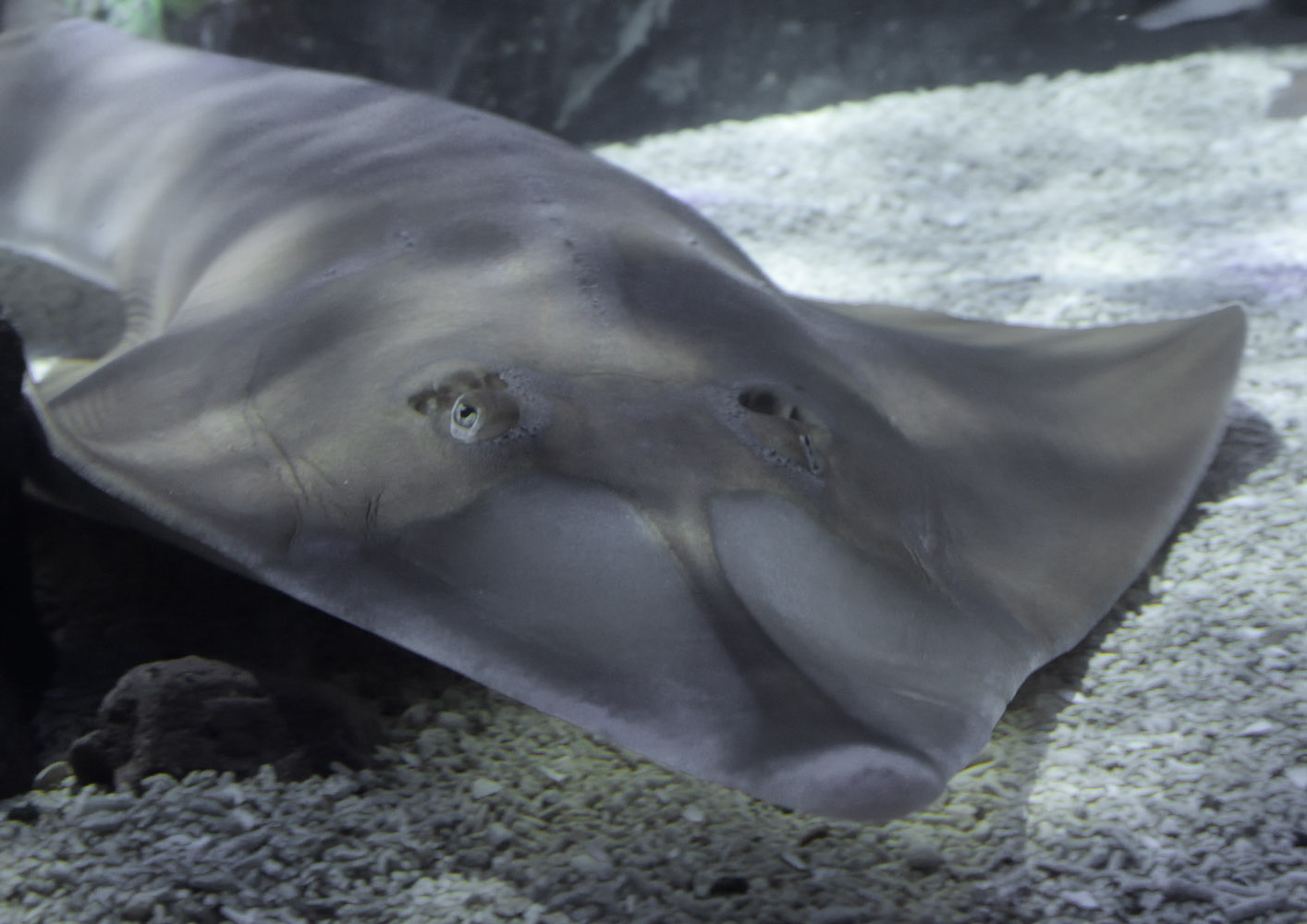 Blackchin guitarfiah