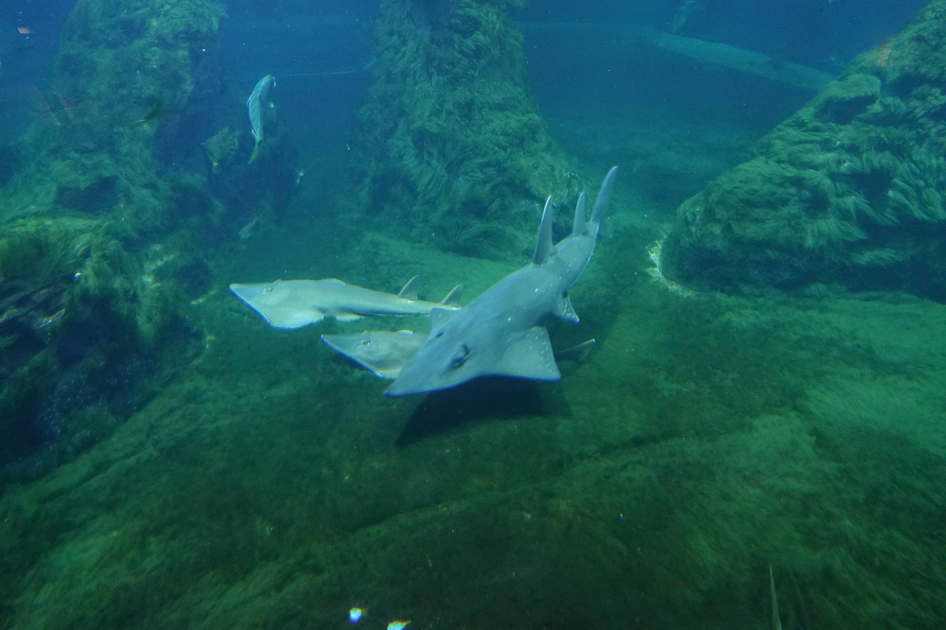 Blackchin guitarfish and White-spotted guitarfish