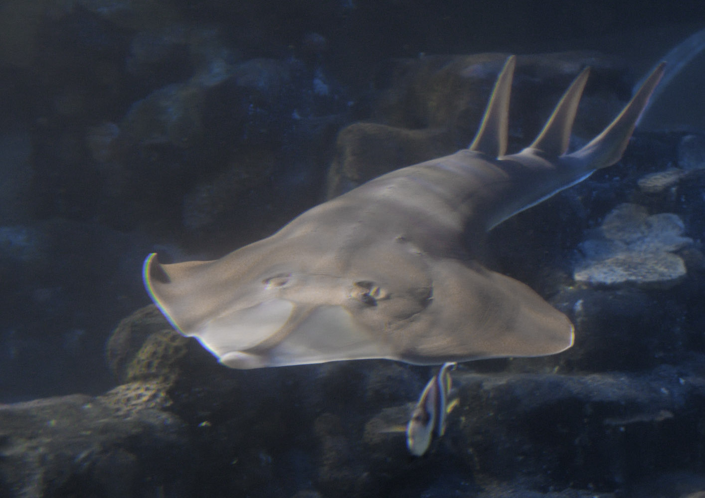 Blackchin guitarfish approaching