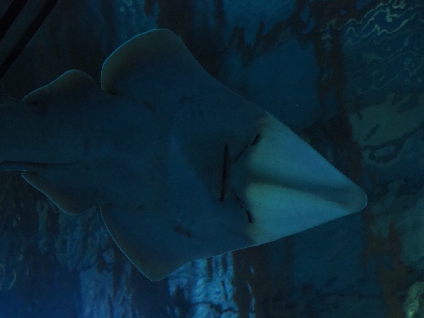 Blackchin guitarfish (Glaucostegus cemiculus), Nov 10th, 2018