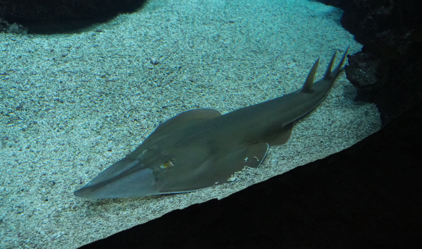 Blackchin guitarfish (Glaucostegus cemiculus), Sep 16th, 2018