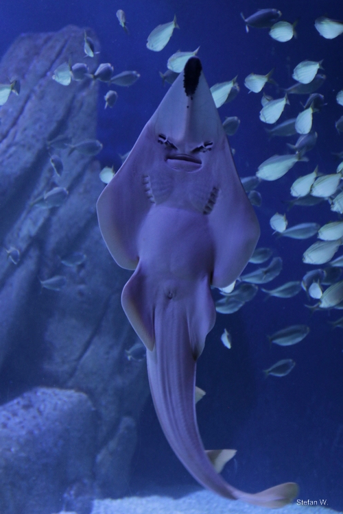 blackchin guitarfish (Glaucostegus cemiculus)